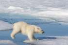 Norway, Svalbard. Polar bear cub jumping across water on pack ice. Art Print